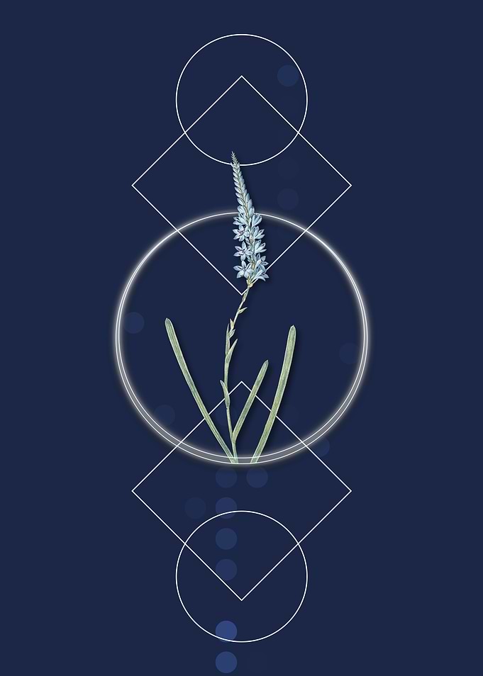 Geometric Ixia Cepacea