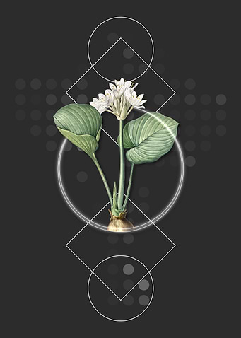 Geometric Cardwell Lily