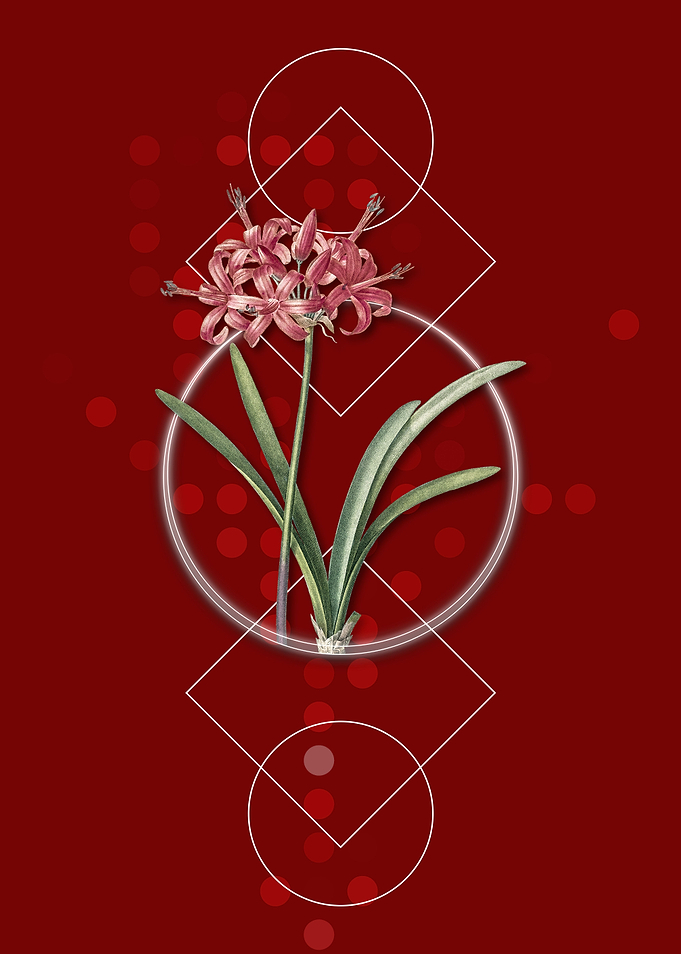 Geometric Guernsey Lily