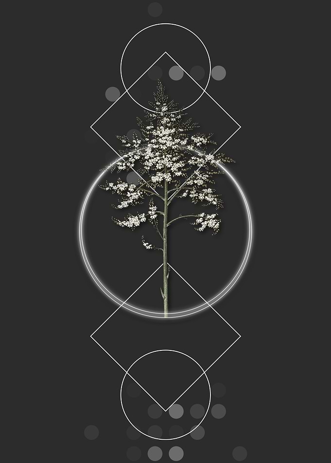 Geometric Giant Cabuya