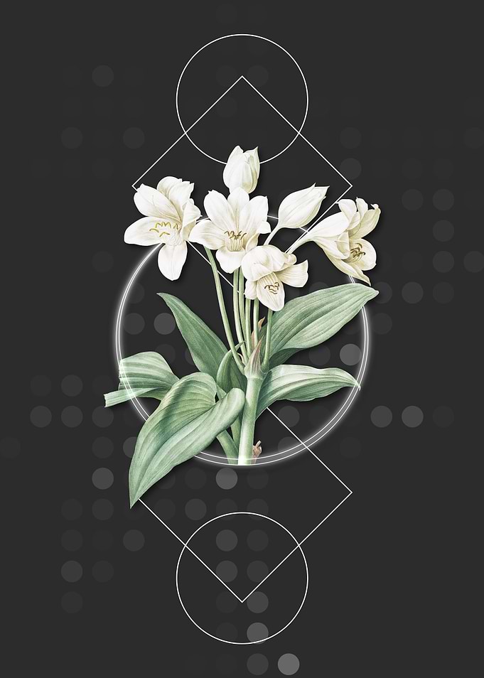Geometric Crinum Giganteum
