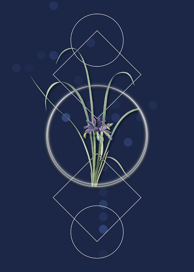 Vintage Grass Leaved Iris