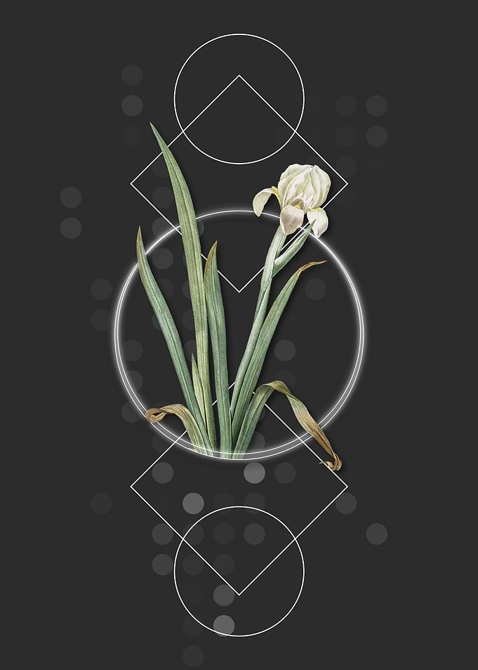 Geometric Crimean Iris