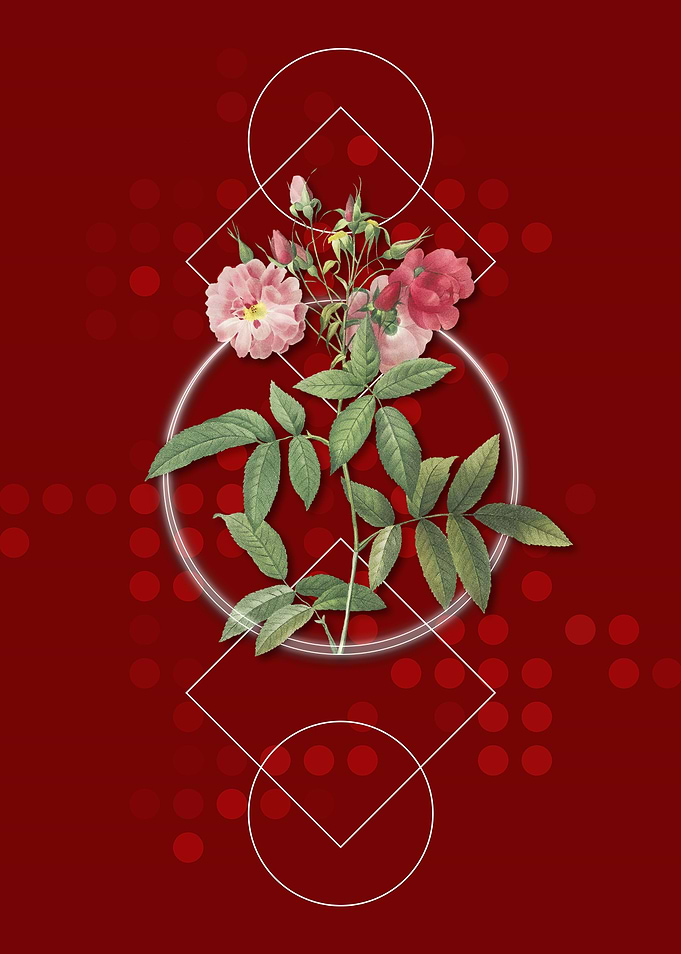 Geometric Pink Hudson Rose
