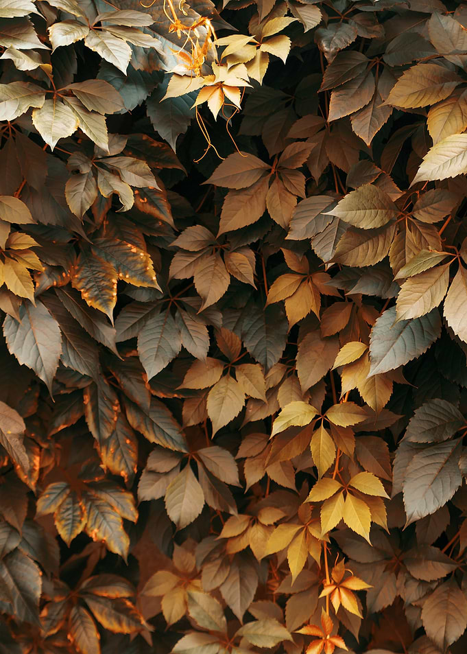 plant leaves 49