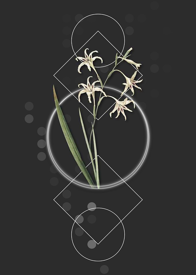 Vintage Gladiolus Flowers