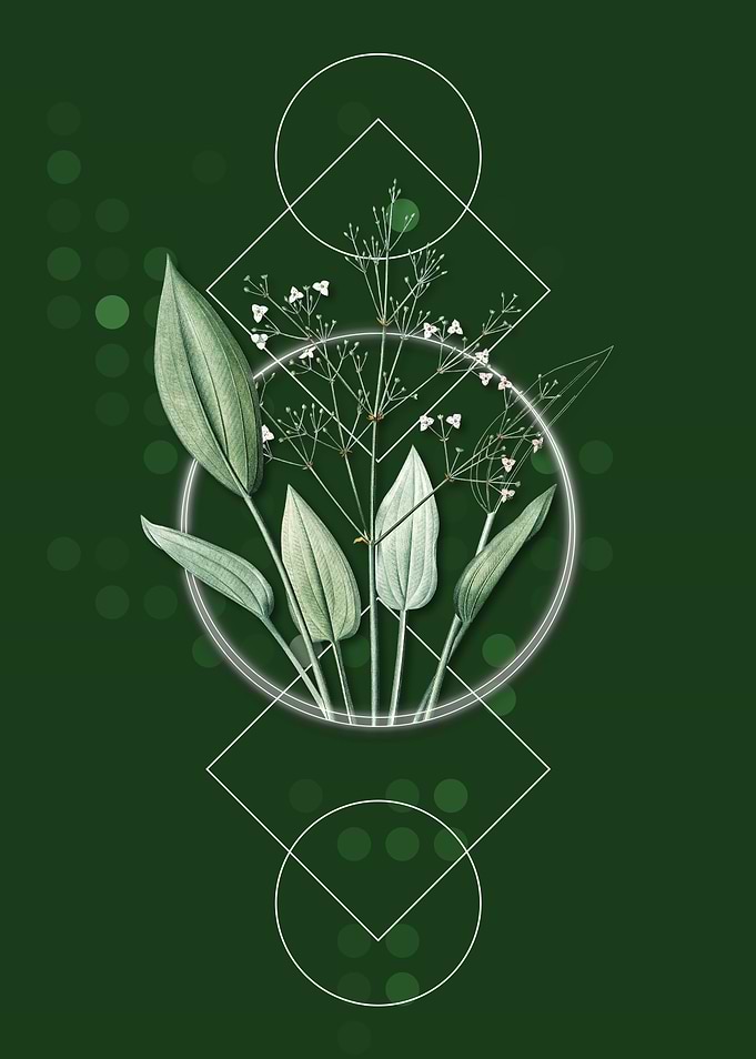 Geometric Water Plantain