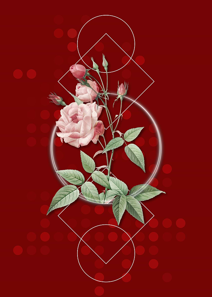 Pink Common Rose of India