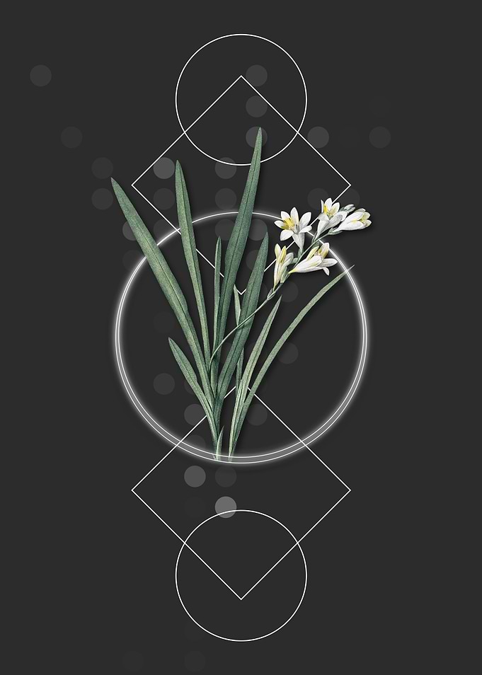 Vintage Gladiolus Flowers