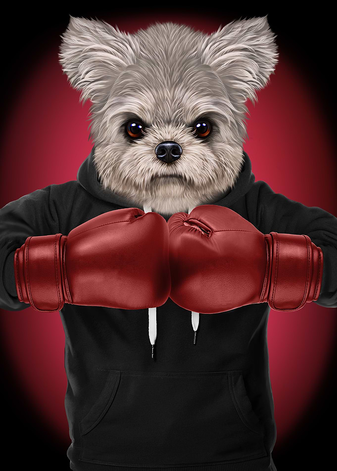 Boxer Maltese Dog