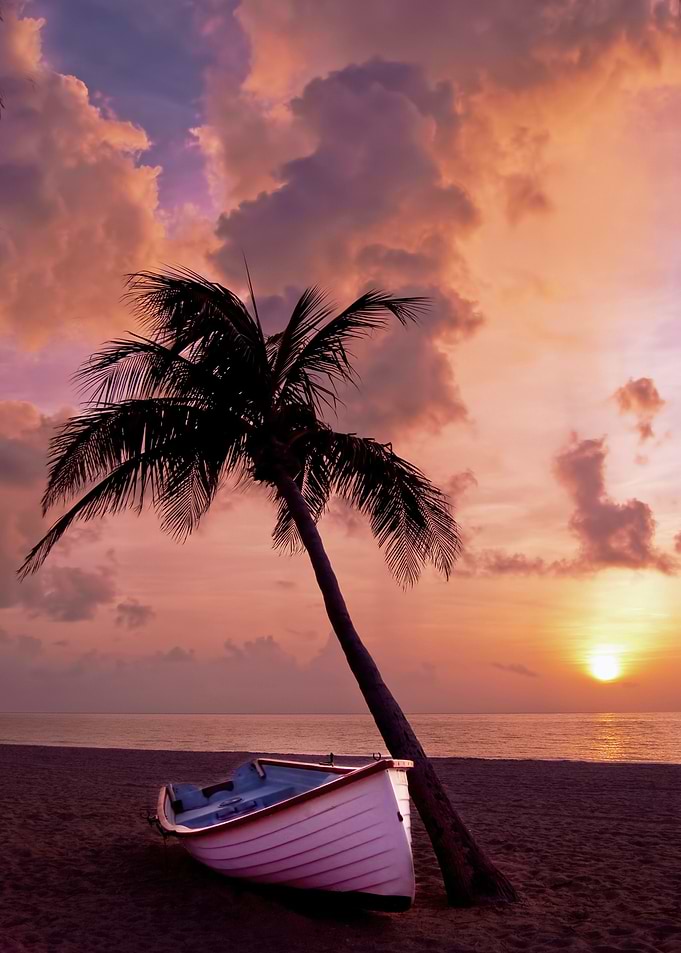 boat under tree beach sun