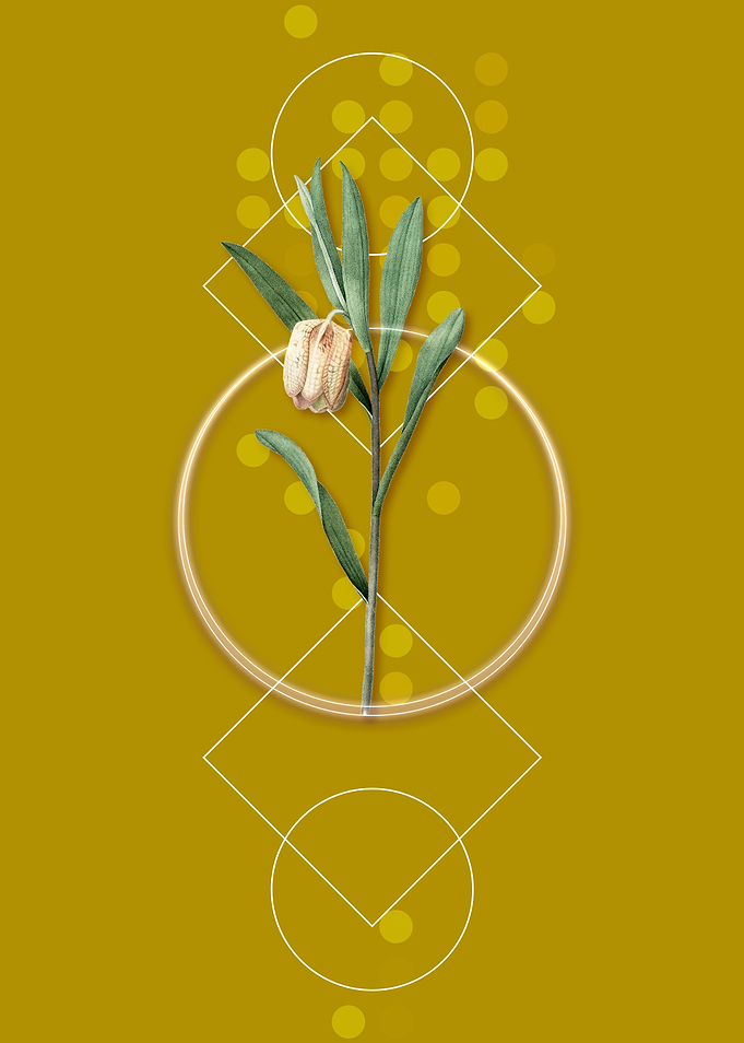 Fritillaria Latifolia