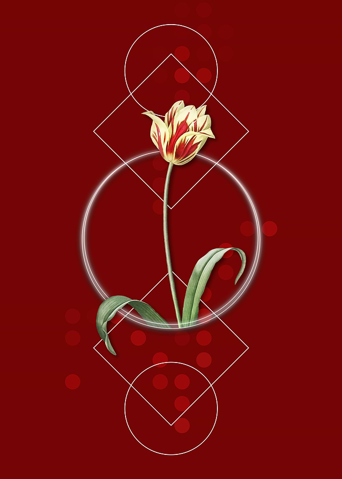 Geometric Didiers Tulip
