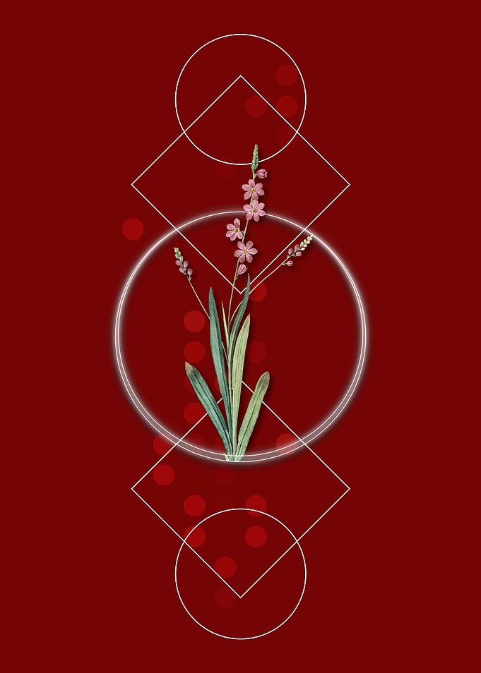 Geometric Ixia Scillaris