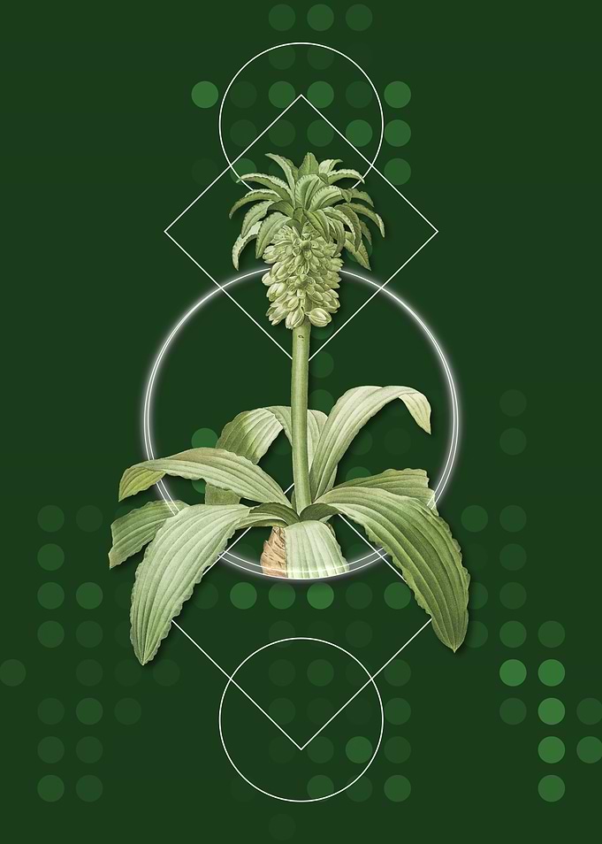 Geometric Eucomis Regia