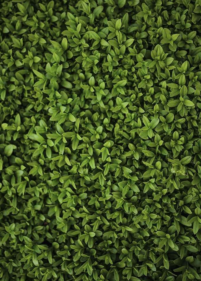 plant leaves 4