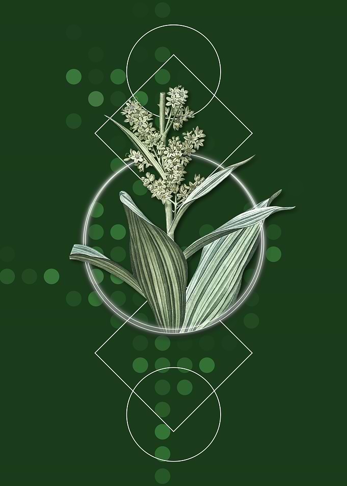 Vintage False Helleborine