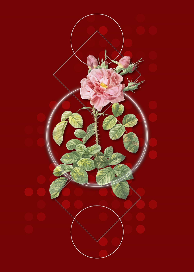 Vintage Four Seasons Rose