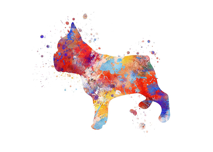 French Bulldog