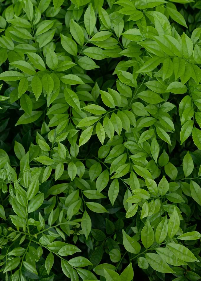 plant leaves 50