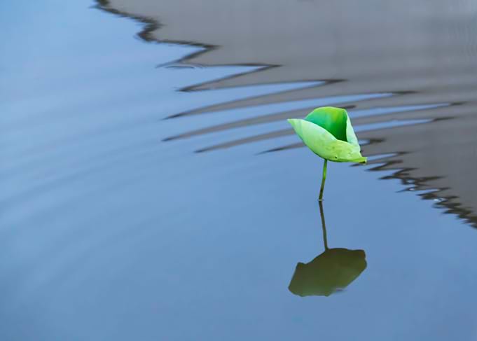 Dance of the Lotus Shadow