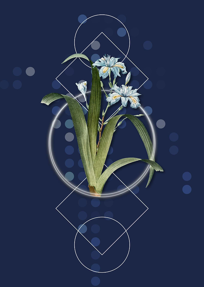 Geometric Iris Fimbriata