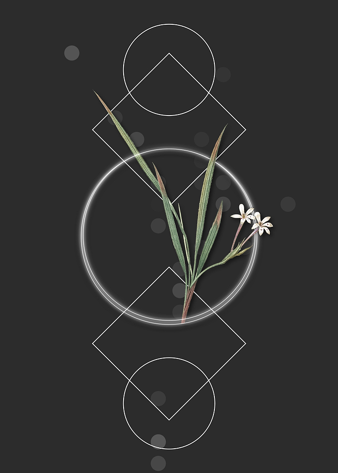 Vintage Gladiolus Flowers