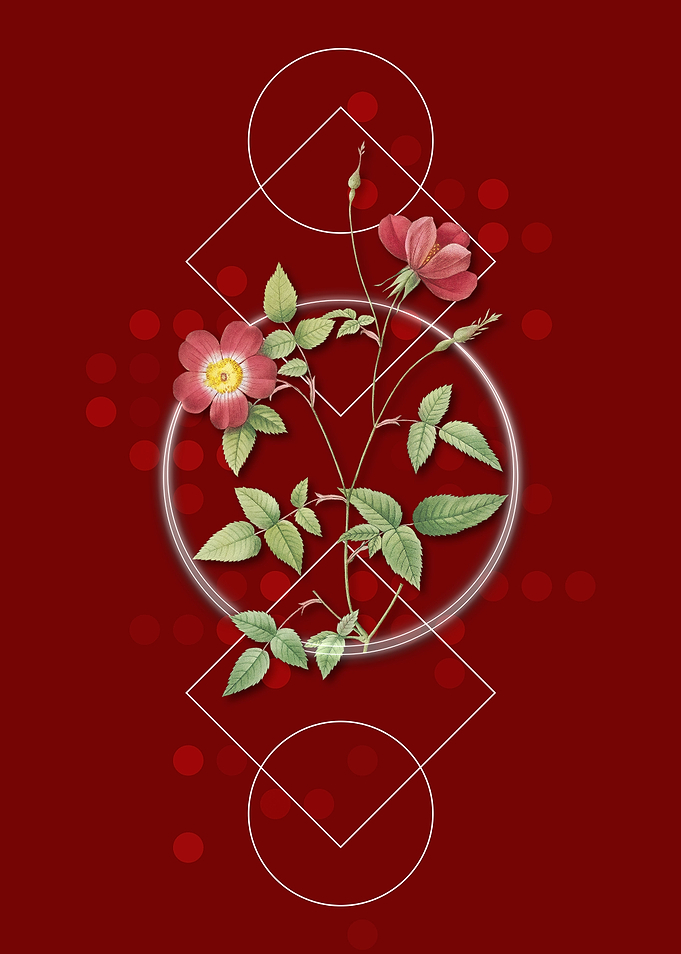 Red Indica Stelligera Rose