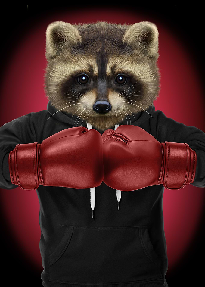 Boxer Raccoon