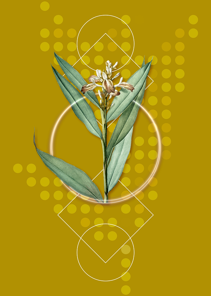 Geometric Globba Erecta