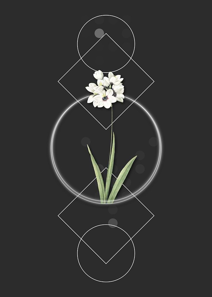 Geometric Ixia Maculata