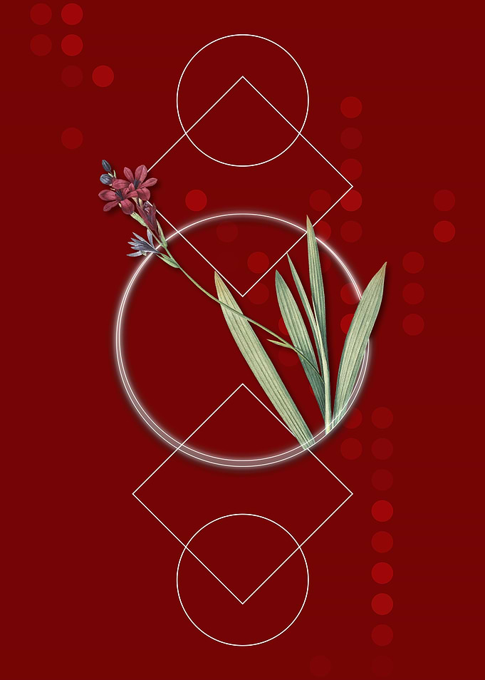 Vintage Gladiolus Flowers