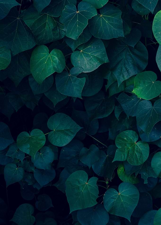 plant leaves 42