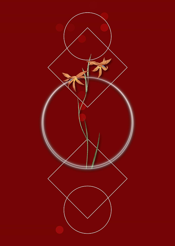 Vintage Gladiolus Flowers