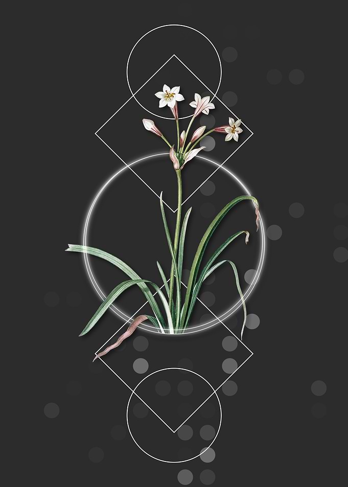 Crytanthus Vittatus Flower
