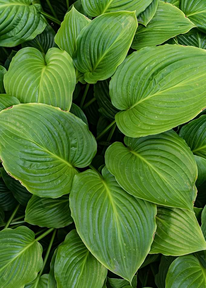 plant leaves 44