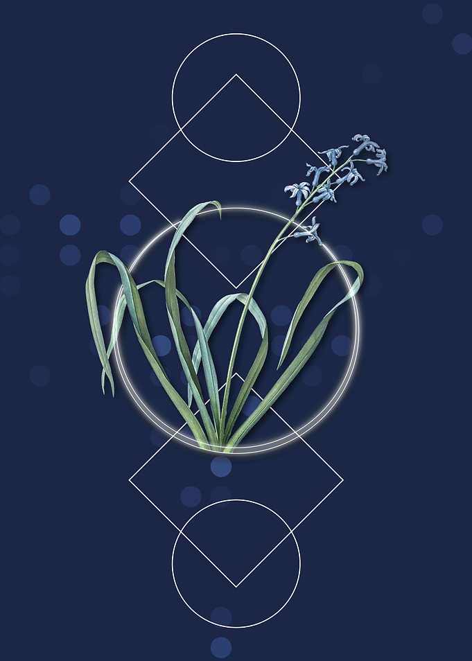 Geometric Dutch Hyacinth