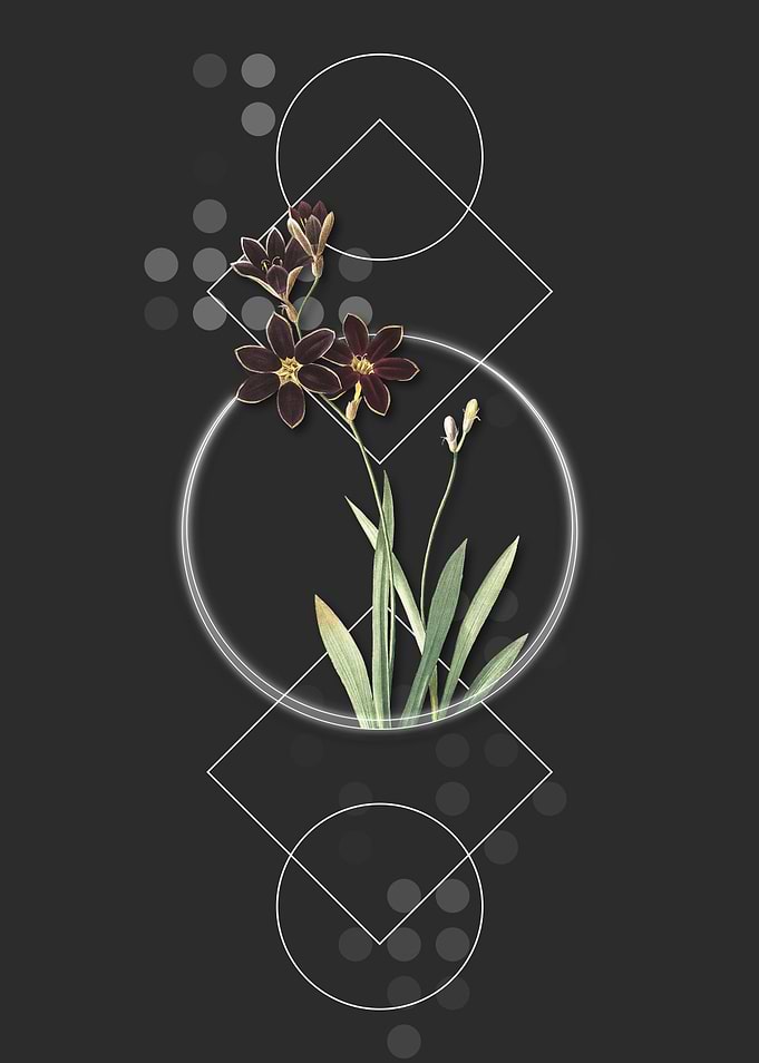 Geometric Ixia Grandiflora