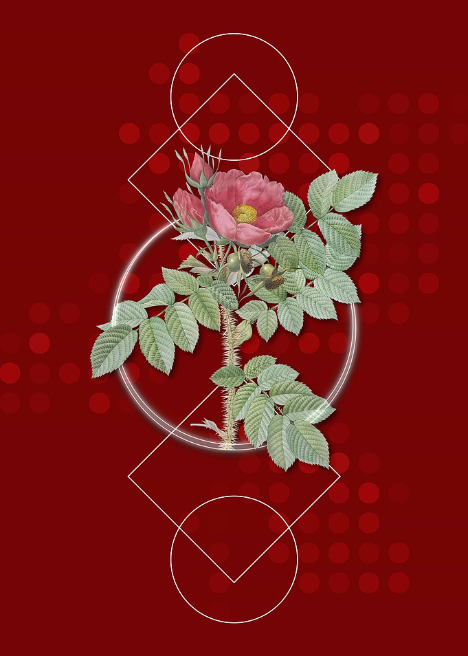 Geometric Kamtschatka Rose