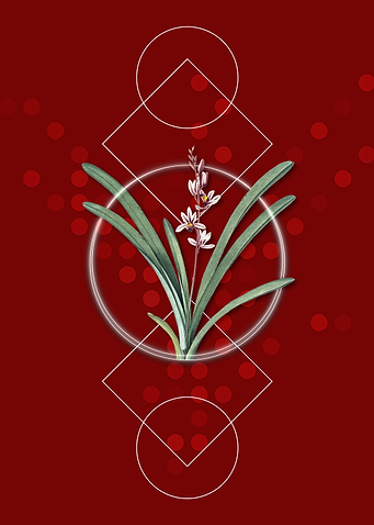 Geometric Boat Orchid