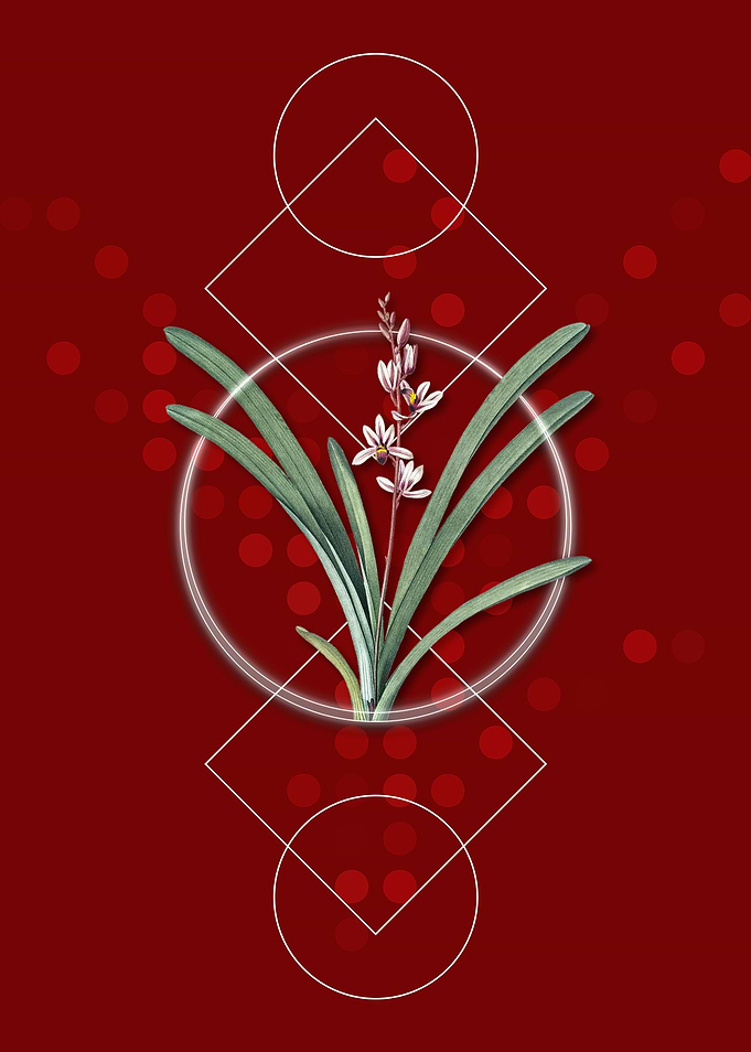 Geometric Boat Orchid