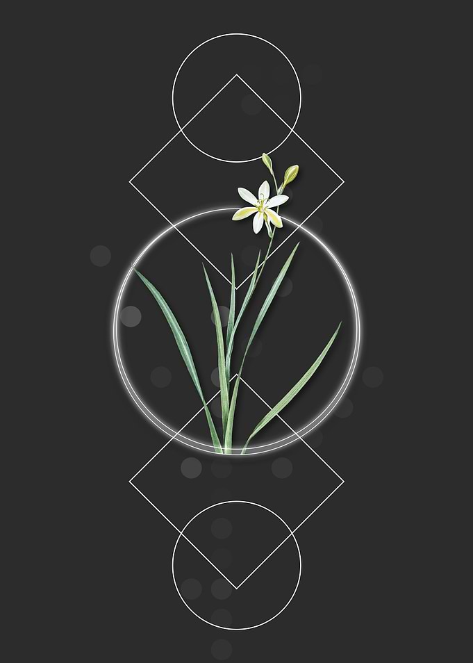 Ixia Anemonae Flower