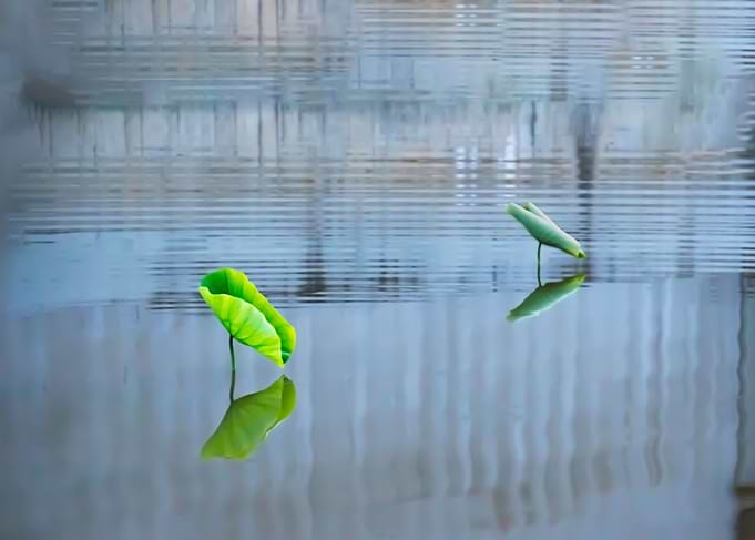 Dance of the Lotus Shadow