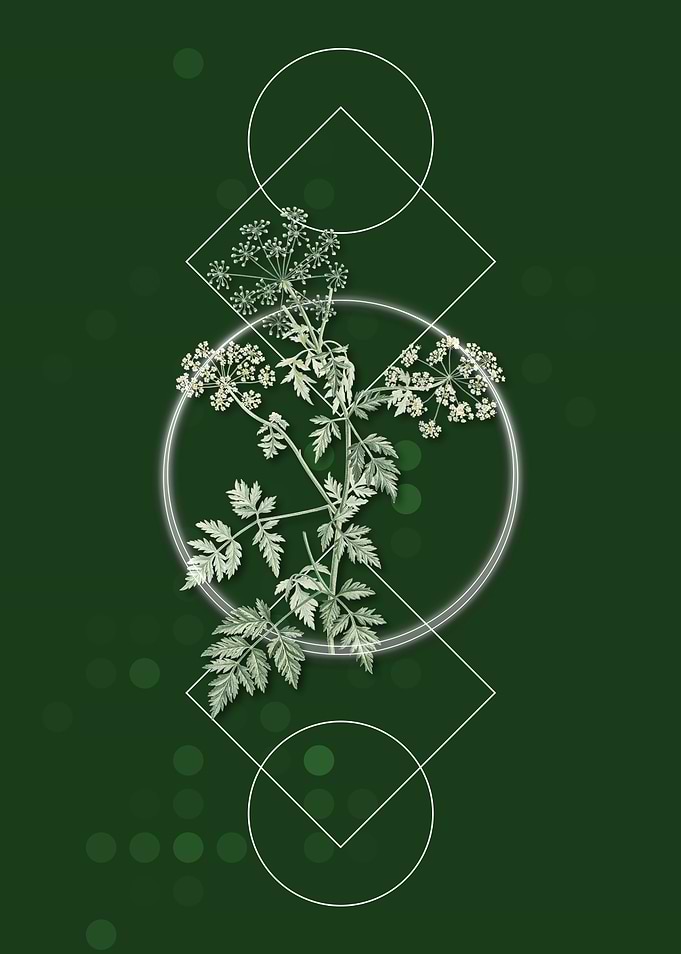 Geometric Hemlock Flowers