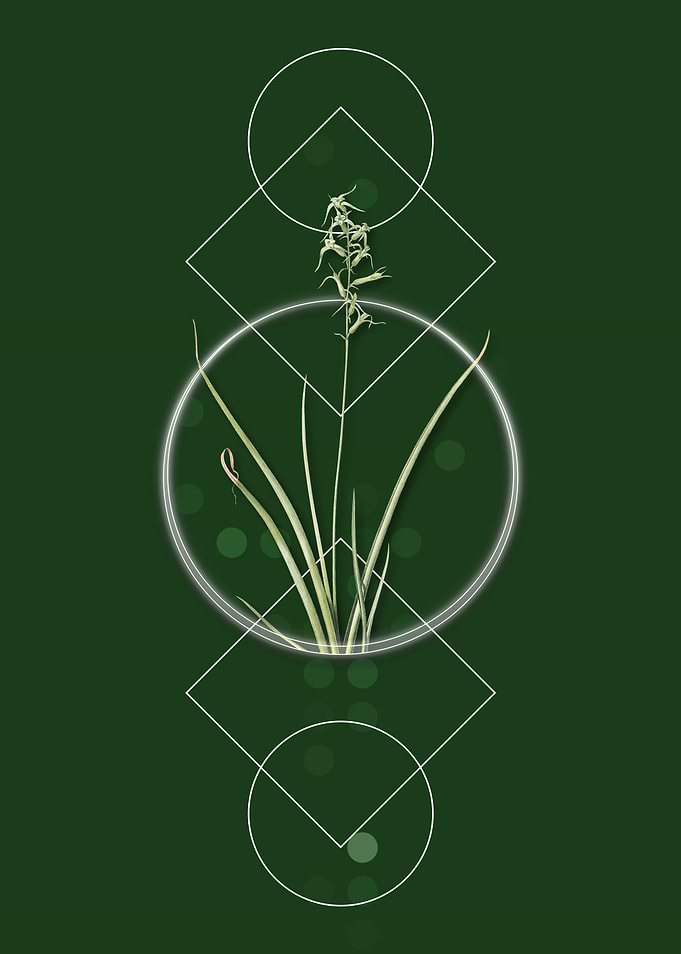 Vintage Hyacinthus Viridis