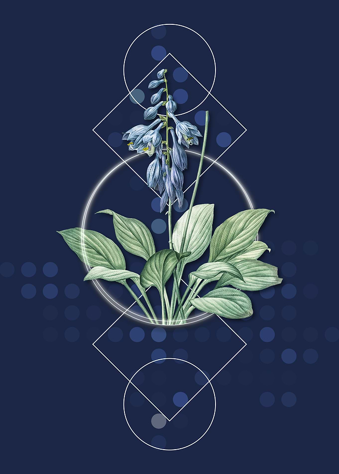 Geometric Daylily Flower