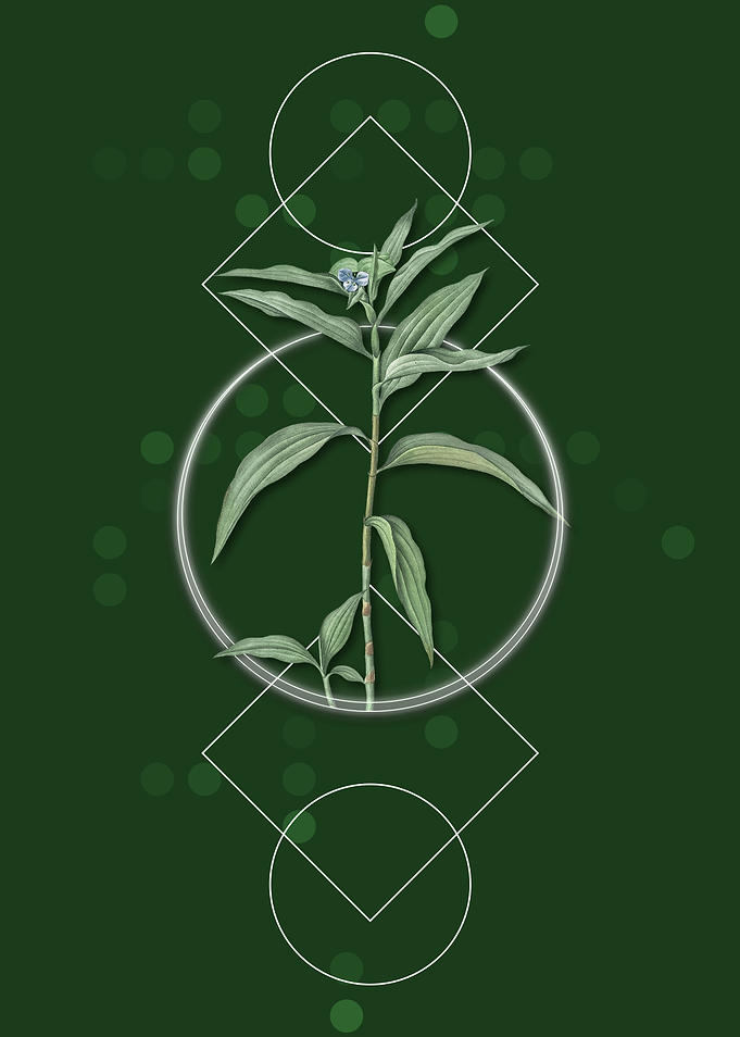 Geometric Dayflower Floral