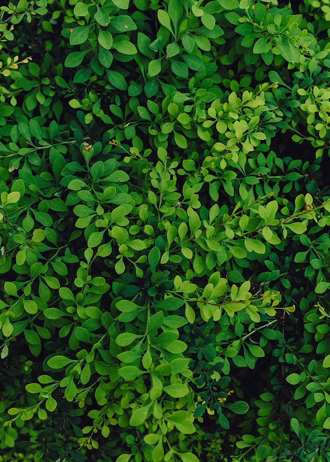 plant leaves 43