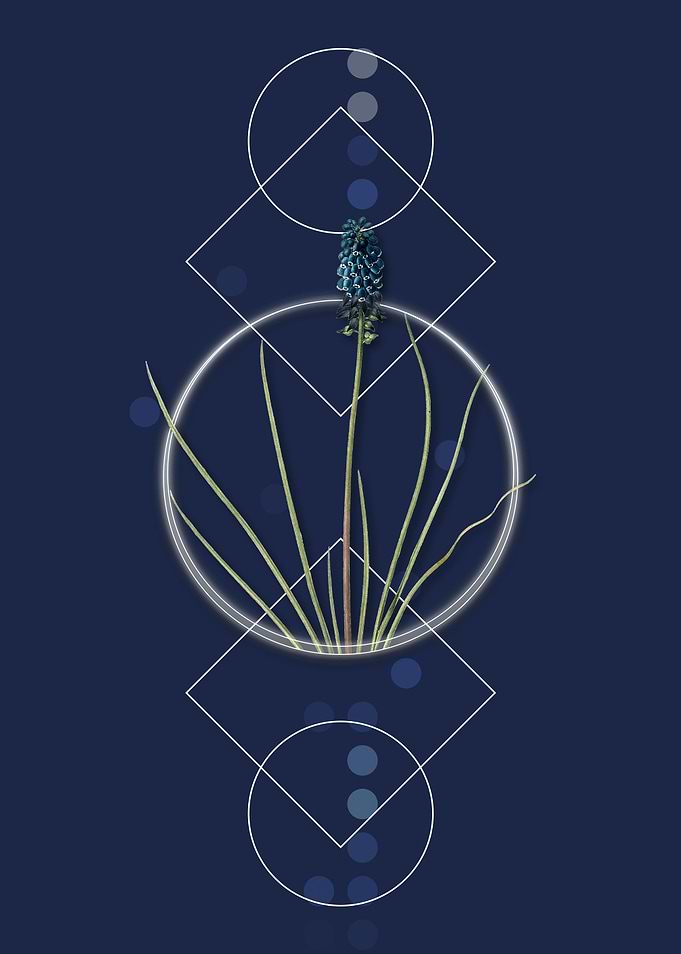 Geometric Grape Hyacinth