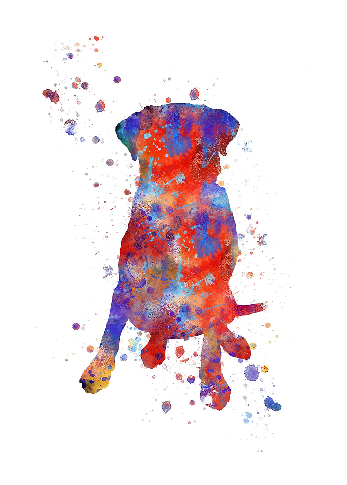 Labrador